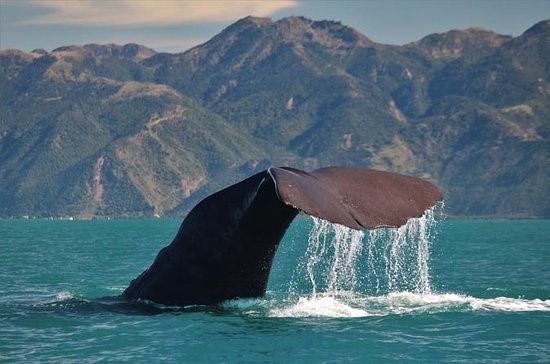 Whale watching in Kaikoura